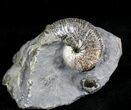 Rhaeboceras Ammonite - Montana #28297-1